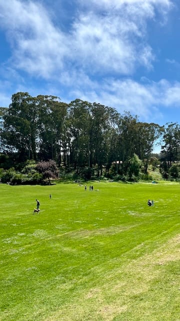 Picture of a green field with trees and a sunny blue sky