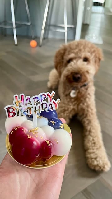 Picture of a birthday cake and a dog in the background