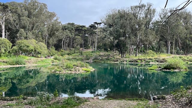 picture of a lake with trees and plants