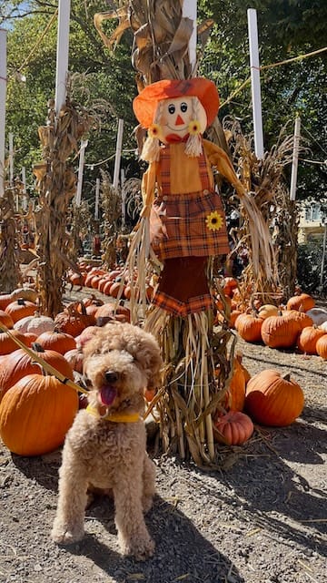 picture of a pumpkin patch with a scarecrow and a dog