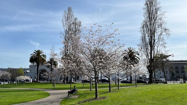 Picture of a park with cherry blossom trees